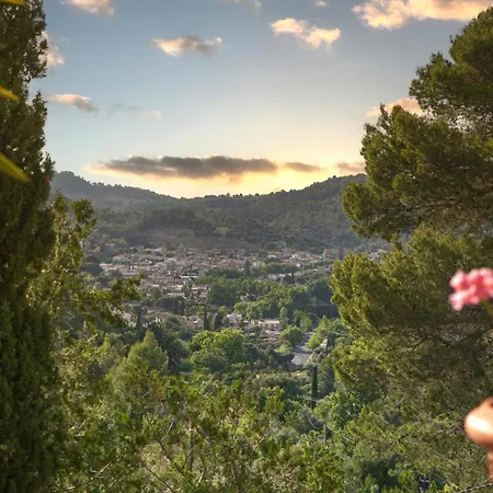 Especial El Pino Mallorca En Esporles